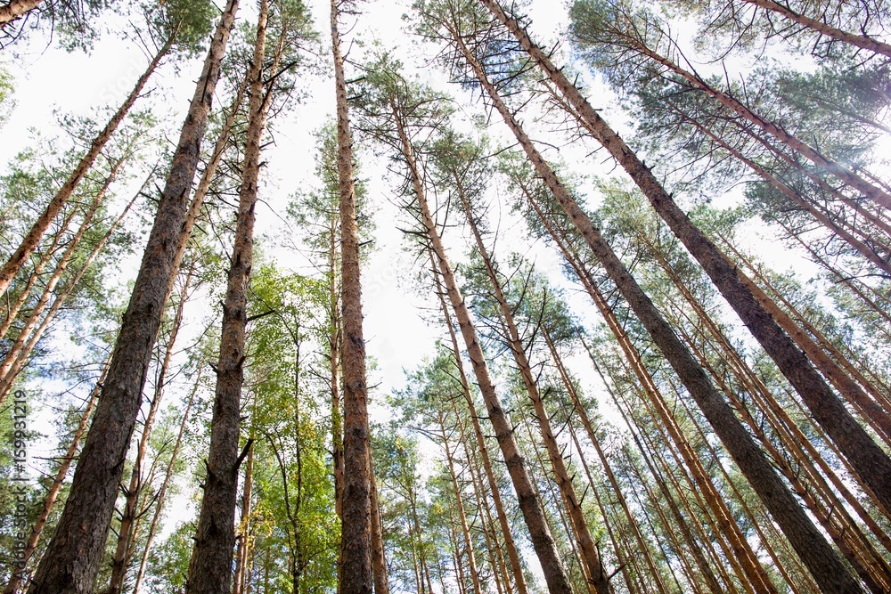 Fototapeta premium pine forest