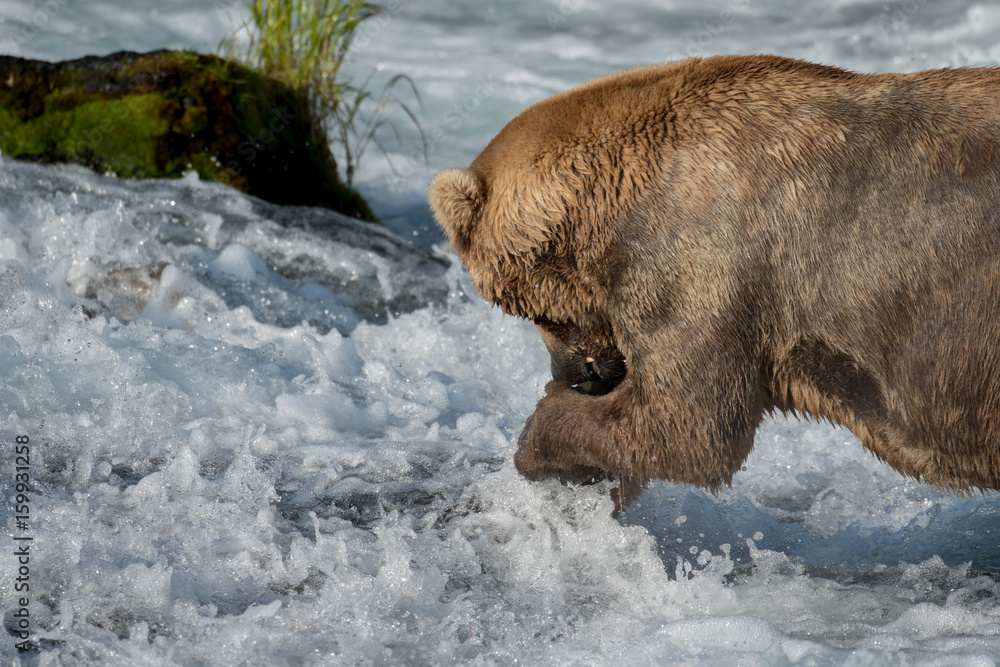 Alaskan brown bear eating salmon Alaskan brown bear eating salmon