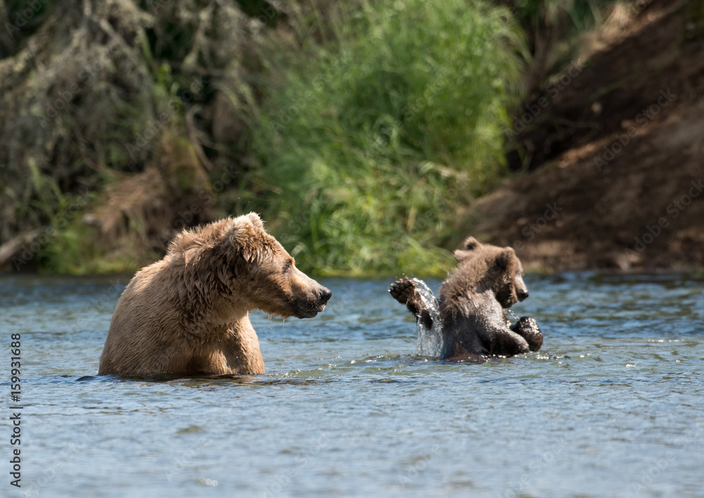 Alaskan brown bear sow and two cubs Alaskan brown bear sow and two cubs
