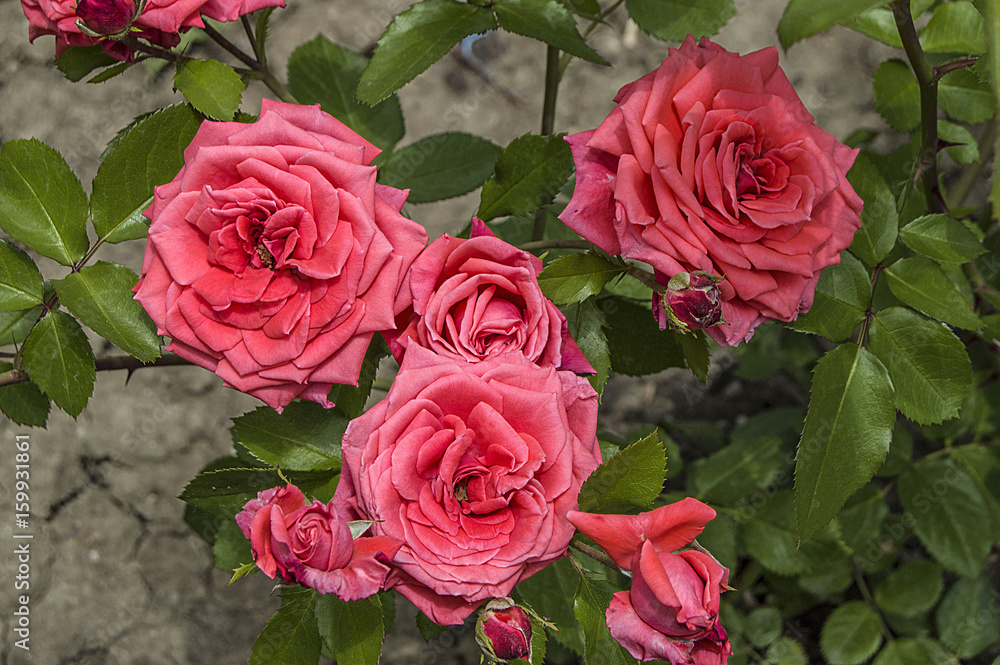Roses, roses for the day of love, the most wonderful natural roses suitable for web design, love symbol roses
Roses, roses for the day of love, the most wonderful natural roses suitable for web design, love symbol roses