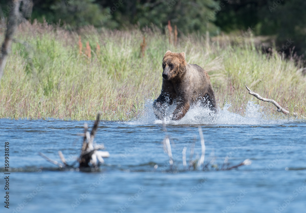 Fototapeta premium Alaskan brown bear in Brooks River