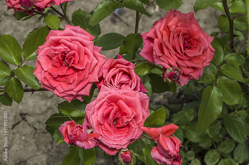 Roses, roses for the day of love, the most wonderful natural roses suitable for web design, love symbol roses