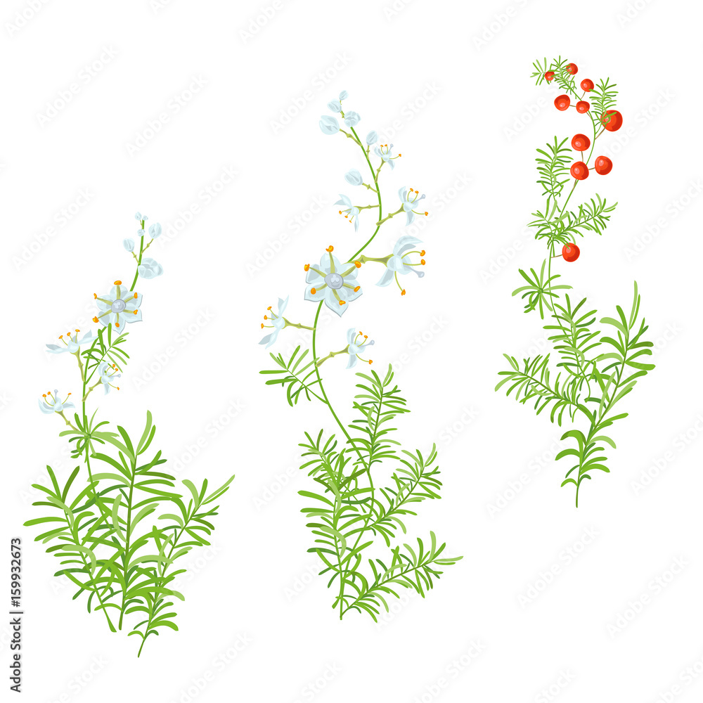 Set of green branches: white, blue flowers, buds, red berries, green branches: stem, leaves on white background. Asparagus aethiopicus, digital draw, realistic vector botanical illustration for design Set of green branches: white, blue flowers, buds, red berries, green branches: stem, leaves on white background. Asparagus aethiopicus, digital draw, realistic vector botanical illustration for design