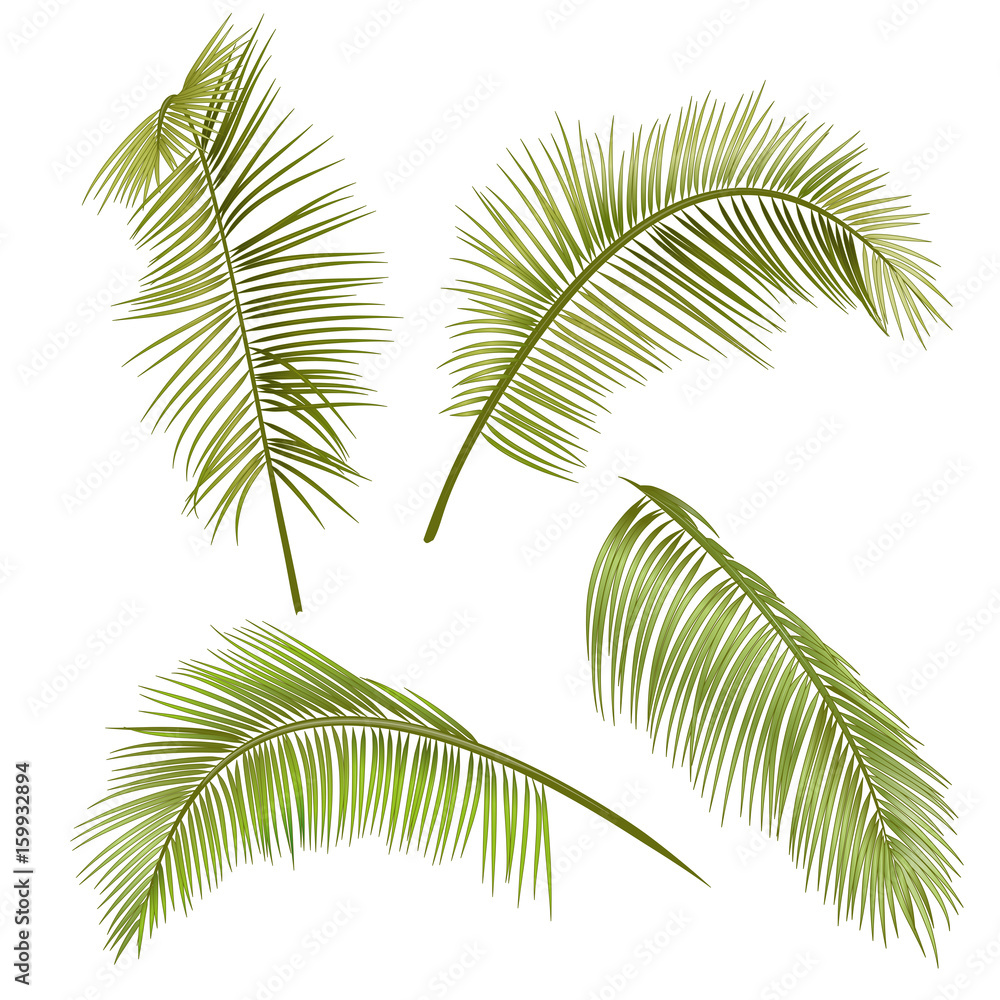 Coconut Tree Simple Strokes, Tree Drawing, Tree Sketch, Coconut Tree PNG  Transparent Clipart Image and PSD File for Free Download