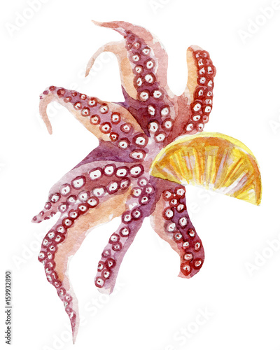 fresh octopus illustration. Hand drawn watercolor on white background.