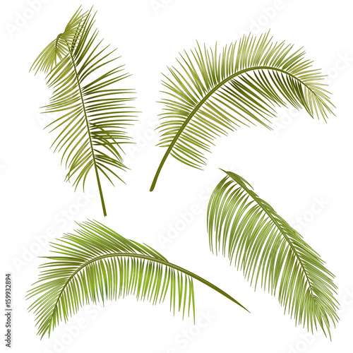 Set green leaves of tropical plant coconut palm on white background  digital draw  realistic vector botanical illustration for design