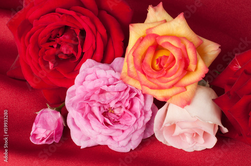 Colored roses on a silk red cloth