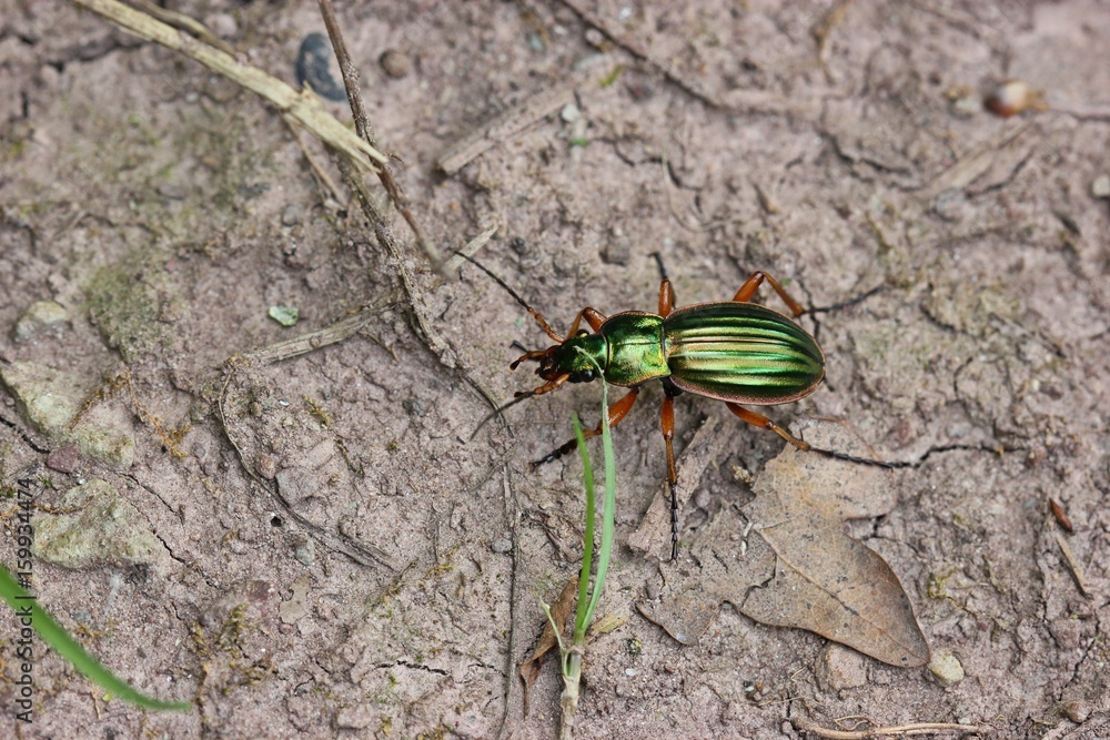Goldlaufkäfer oder Goldschmied (Carabus auratus)
Goldlaufkäfer oder Goldschmied (Carabus auratus)