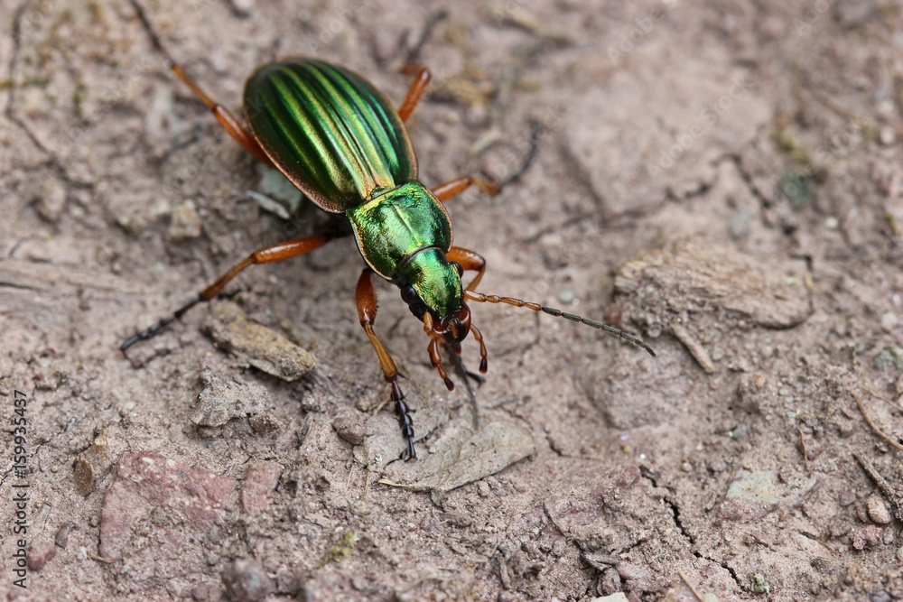 Naklejka premium Goldlaufkäfer oder Goldschmied (Carabus auratus) 