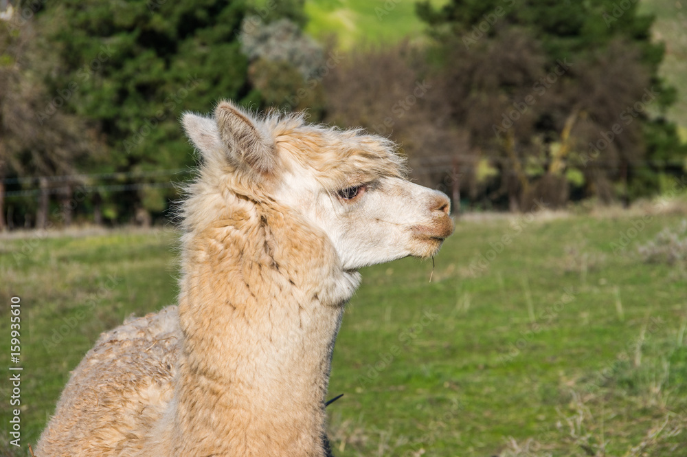 Fototapeta premium Alpaca's are a native animal of South America that resembles a small llama