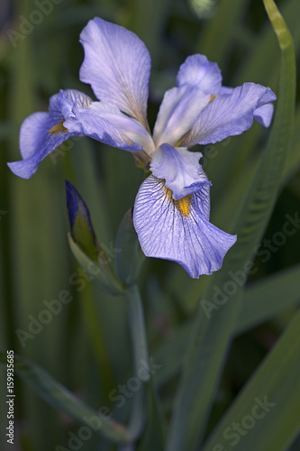 Fototapeta Naklejka Na Ścianę i Meble -  Siberian iris (Iris sibirica)