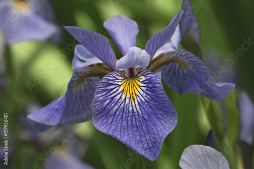 Fototapeta Naklejka Na Ścianę i Meble -  Siberian iris flower (Iris sibirica)