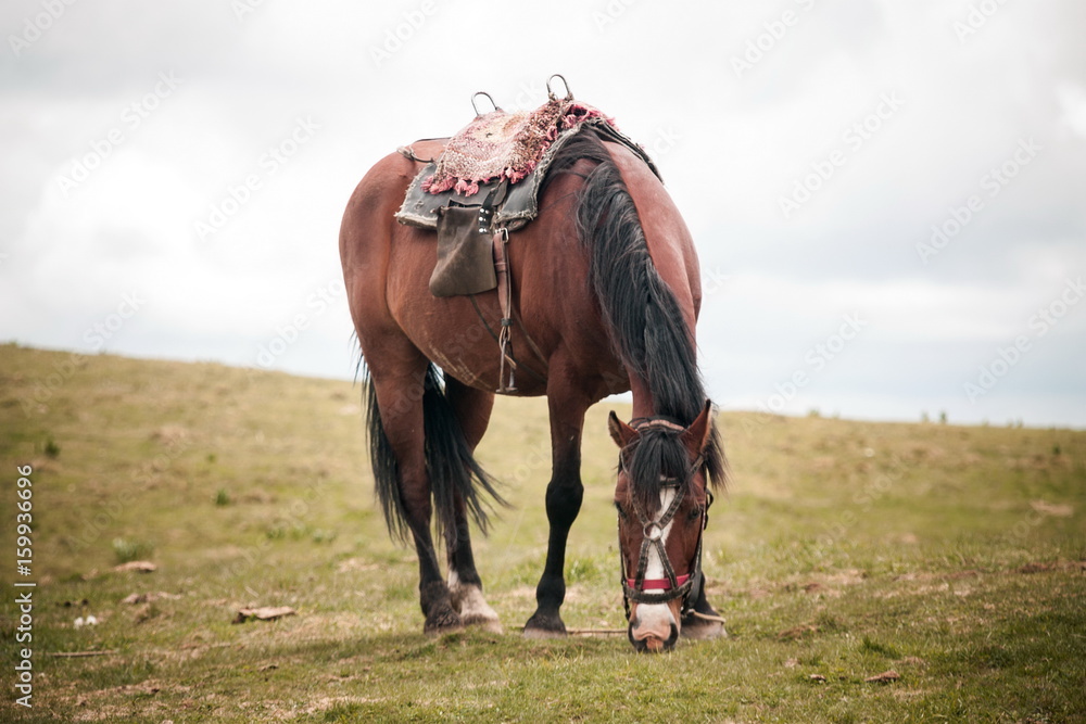 Horse eating in the field Horse eating in the field