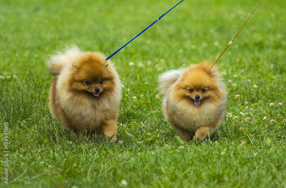 Spitz. Pomeranian run in grass field, Dog running