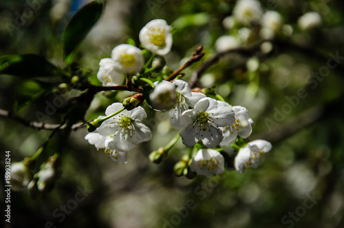 Branch of the blossoming cherry