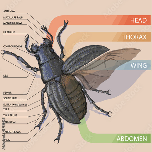 The structure of the beetle. Vector diagram