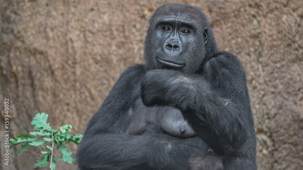 Portrait of powerful African gorilla Portrait of powerful African gorilla