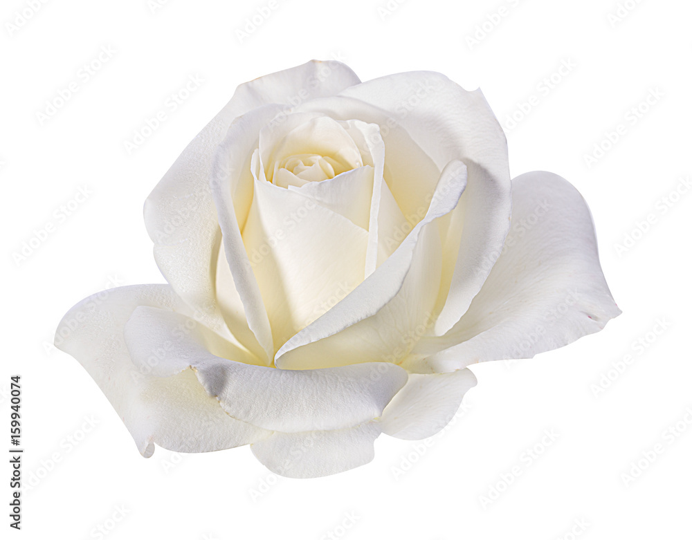 Fototapeta premium rose isolated on white