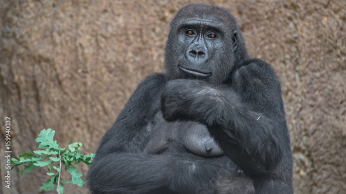 Portrait of powerful African gorilla