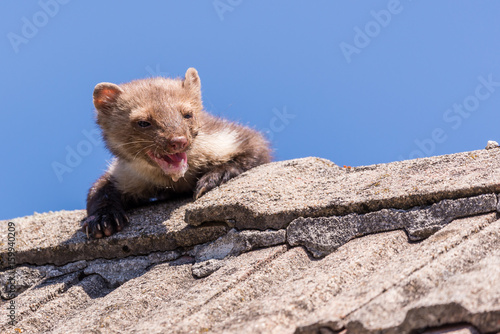 Adult ugly and injured marten goes over the roof