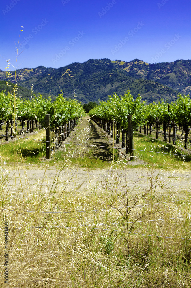 Naklejka premium Vineyard
