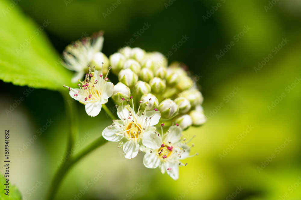 Closeup of spirea japonica freshly opened buds Closeup of spirea japonica freshly opened buds