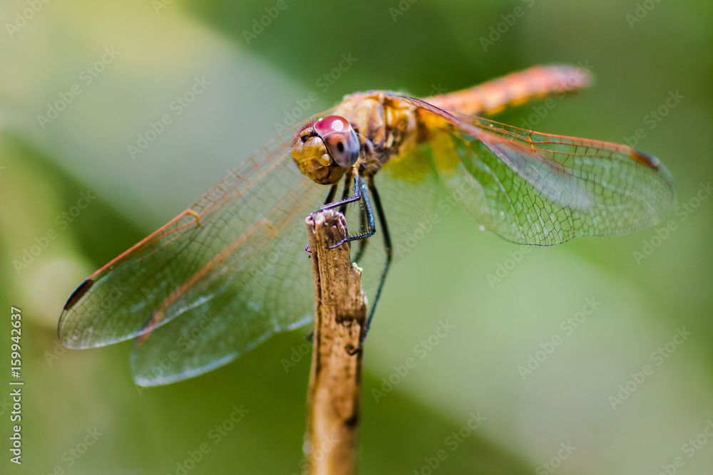 Dragonfly green background Dragonfly green background