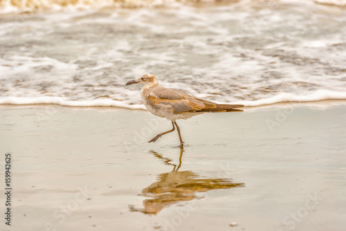 Walking at the beach Sandpiper feeding in Azuero peninsula  El Rompio beach. photo