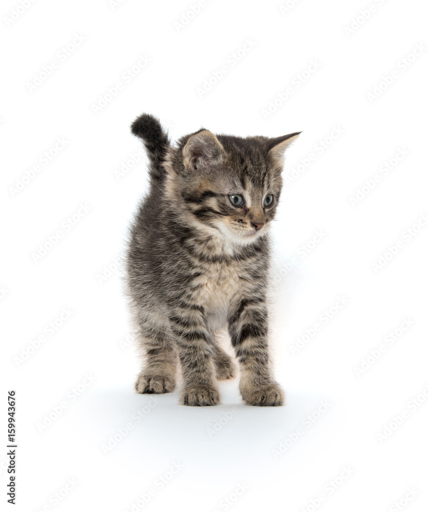 Fototapeta premium Cute tabby kitten on white