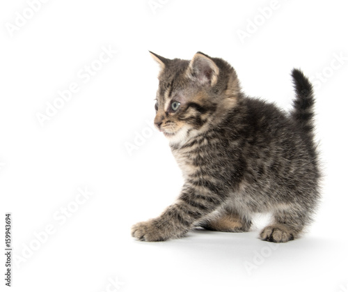 Scared kitten with arched back