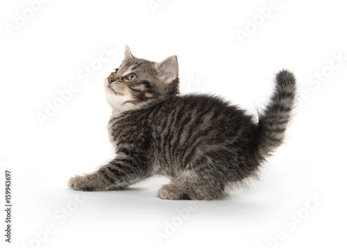 Scared kitten with arched back