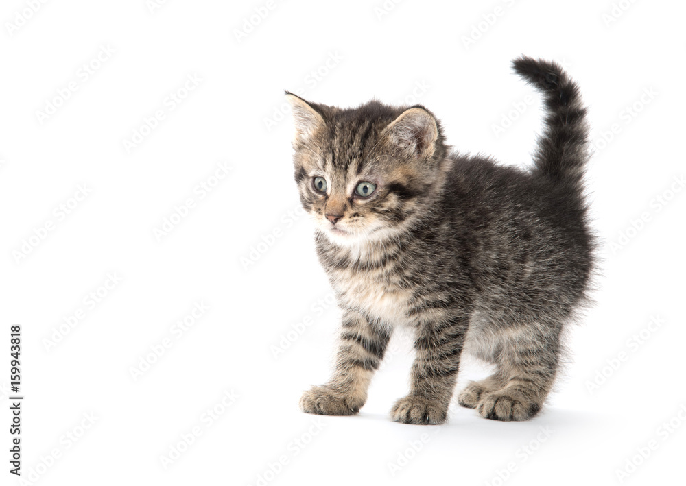 Cute tabby kitten on white