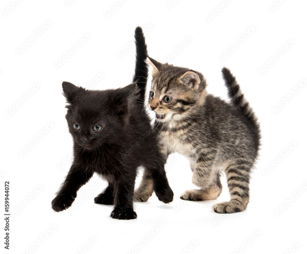 Obraz premium Two kittens playing on white