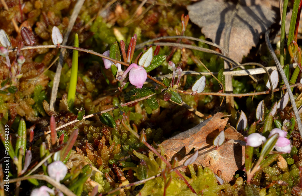 Fototapeta premium lingonberry