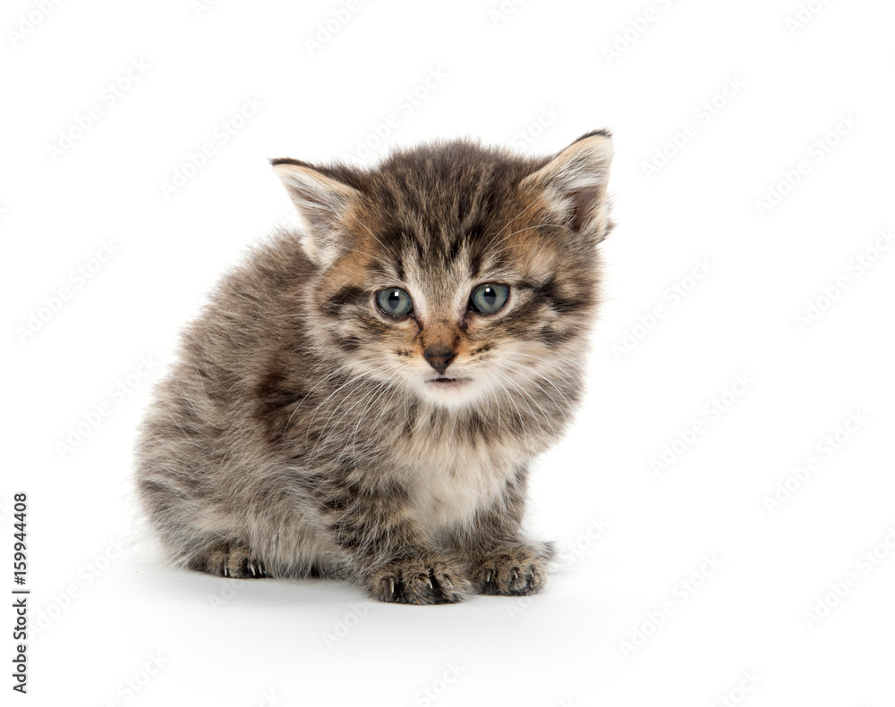 Cute baby tabby kitten