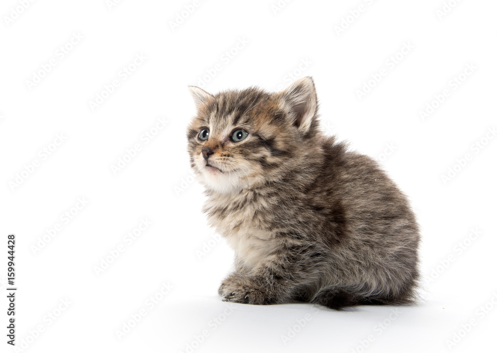 Obraz premium Cute baby tabby kitten