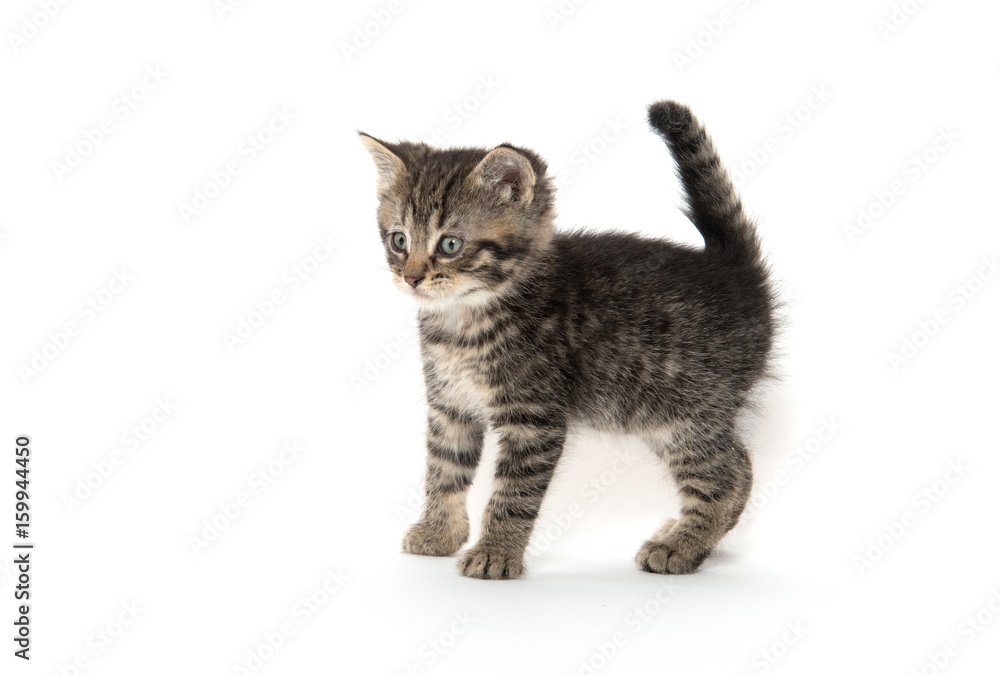 Cute tabby kitten on white Cute tabby kitten on white