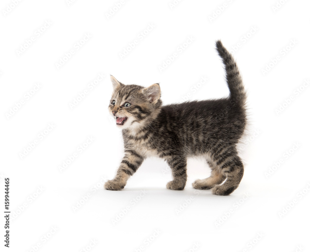 Cute tabby kitten on white Cute tabby kitten on white