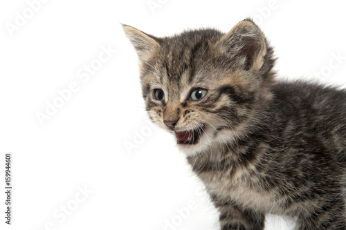 portrait of tabby kitten © Tony Campbell