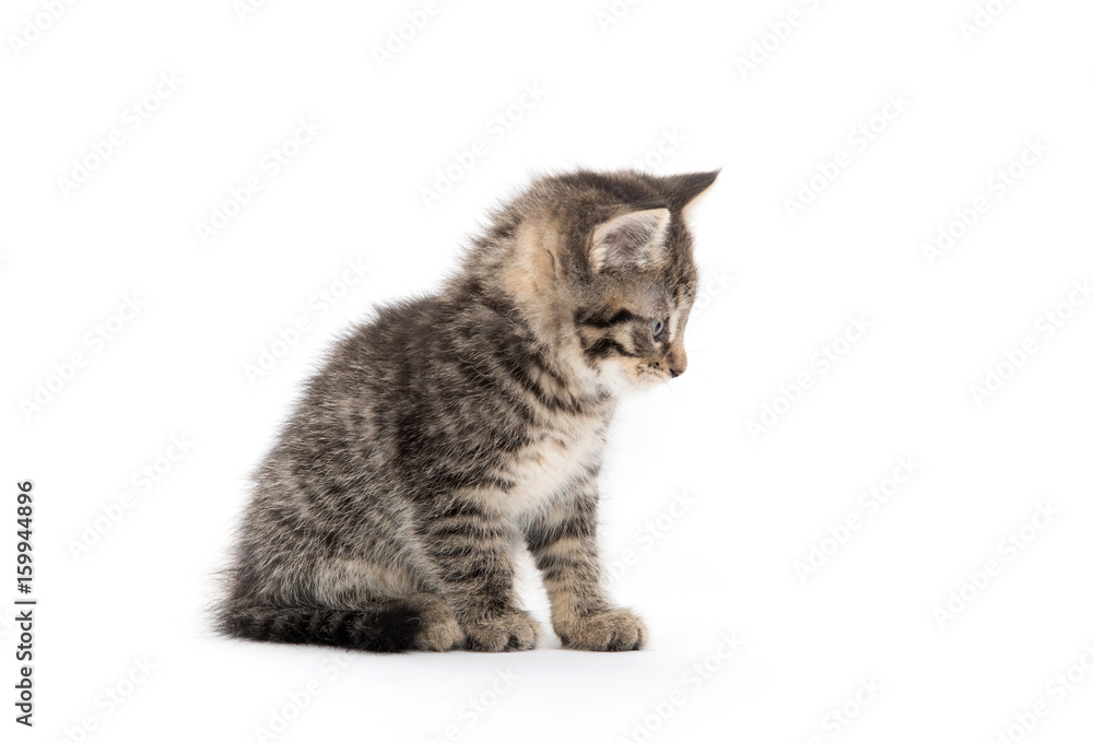 Cute tabby kitten on white Cute tabby kitten on white