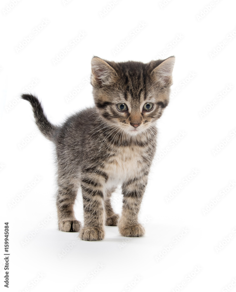 Cute tabby kitten on white background