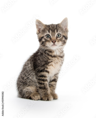 Photography Cute tabby kitten on white background