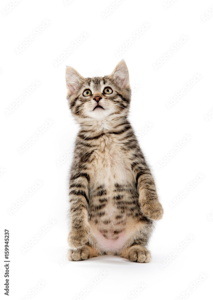 Obraz premium Cute tabby on white