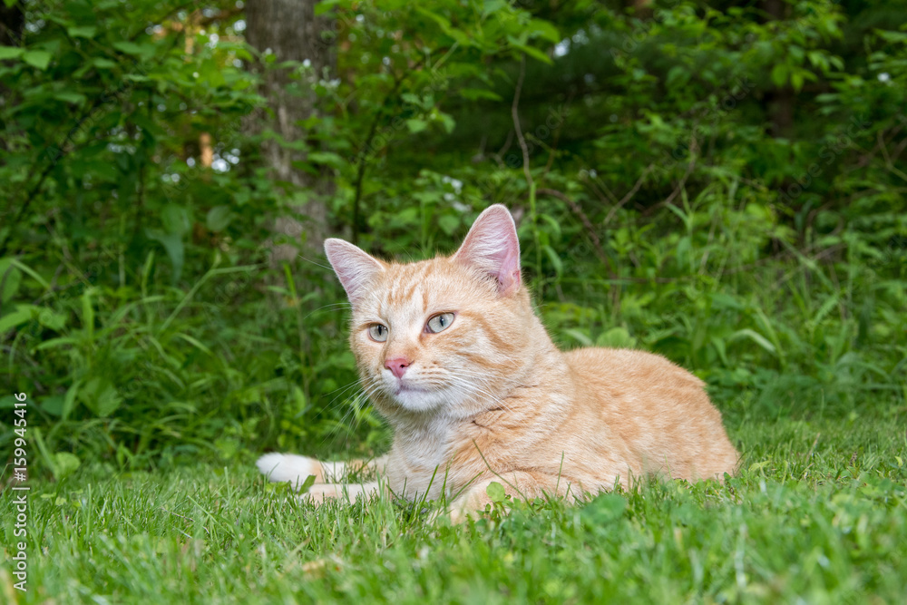 Yellow tabby cat sitting in grass