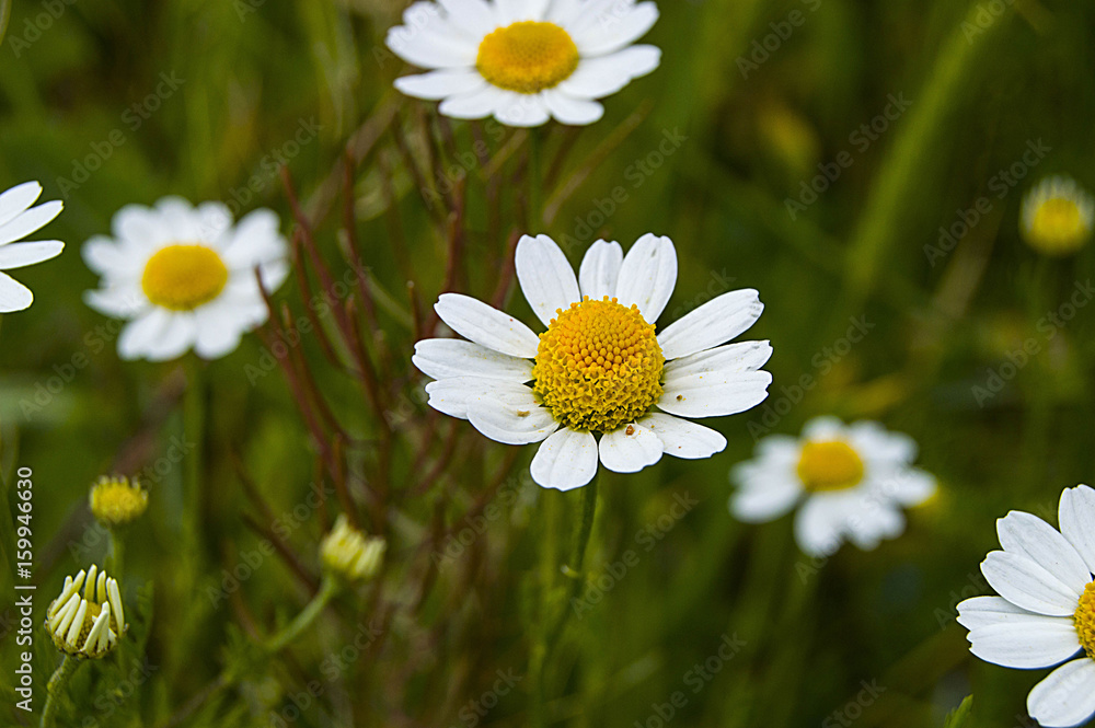 Fototapeta premium Daisy flowers, pictures of daisy flowers for lovers day, the most wonderful natural daisies for web design 