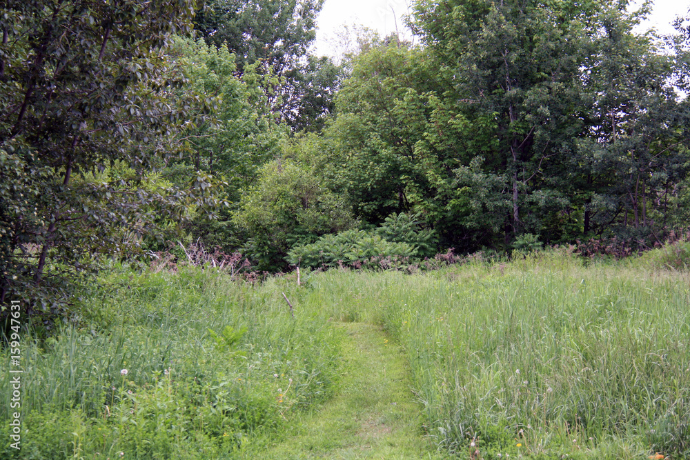 Grass trail cut in forest landscape Grass trail cut in forest landscape