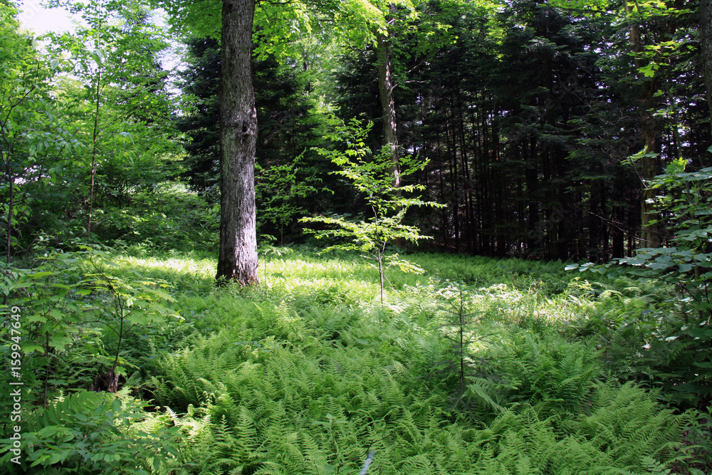 Clearing in the forest with ferns