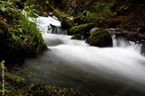 Relaxing Forest Stream