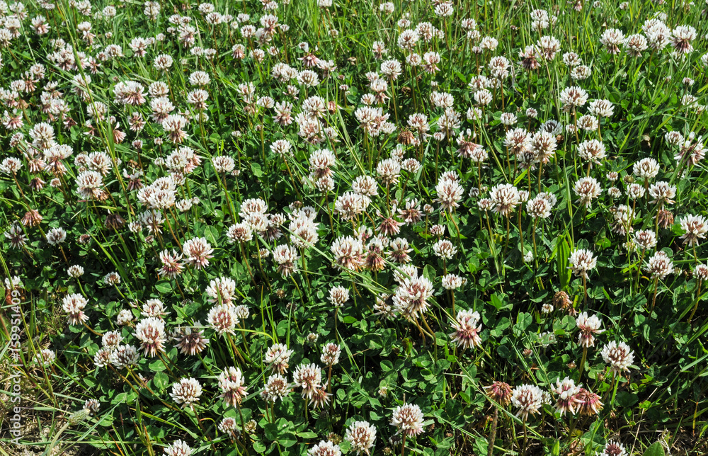 Clover - wild flowers Clover - wild flowers