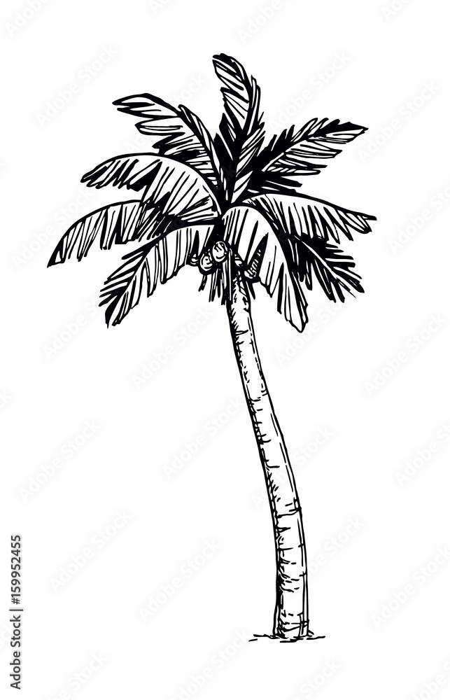 Naklejka premium Coconut palm tree
